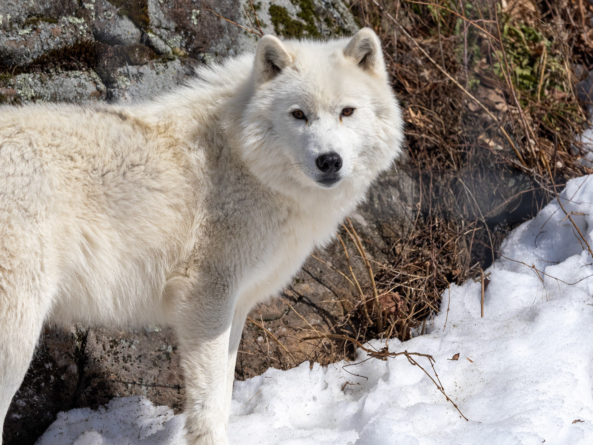 arctic wolf
