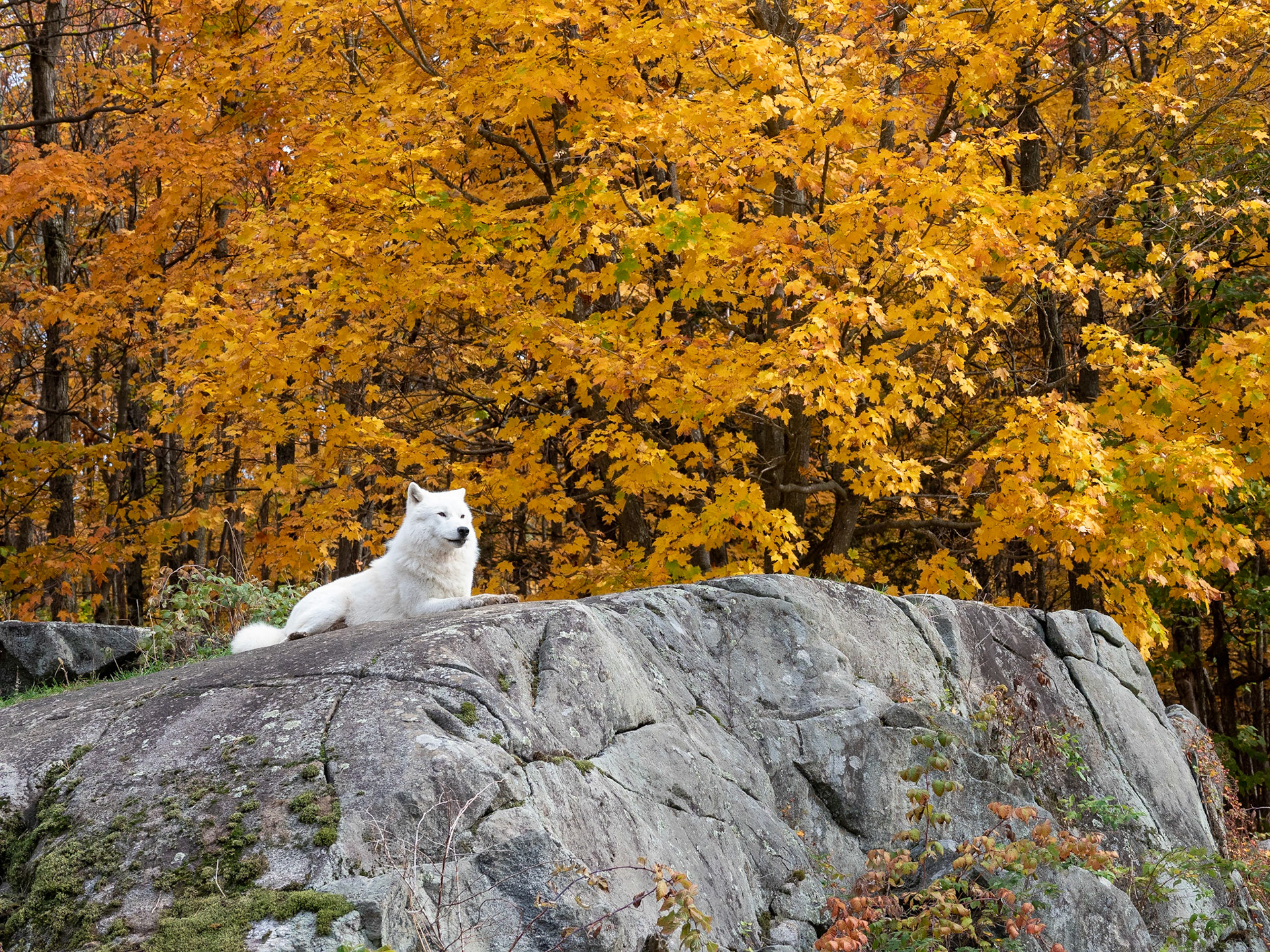 Arctic wolf looking over its domain