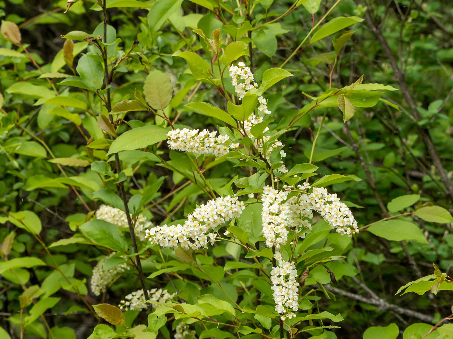 Choke cherry