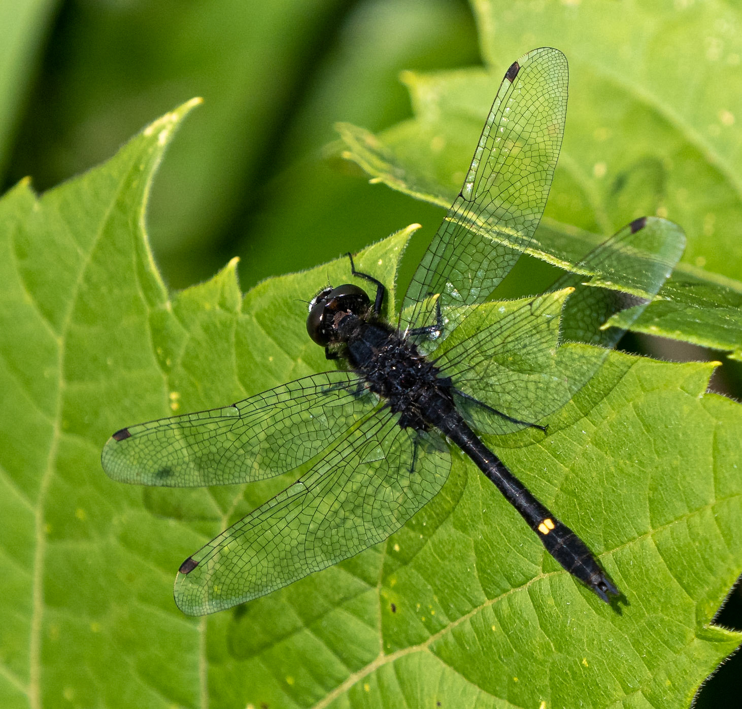 dot-tailed whitefaced dragonfly
