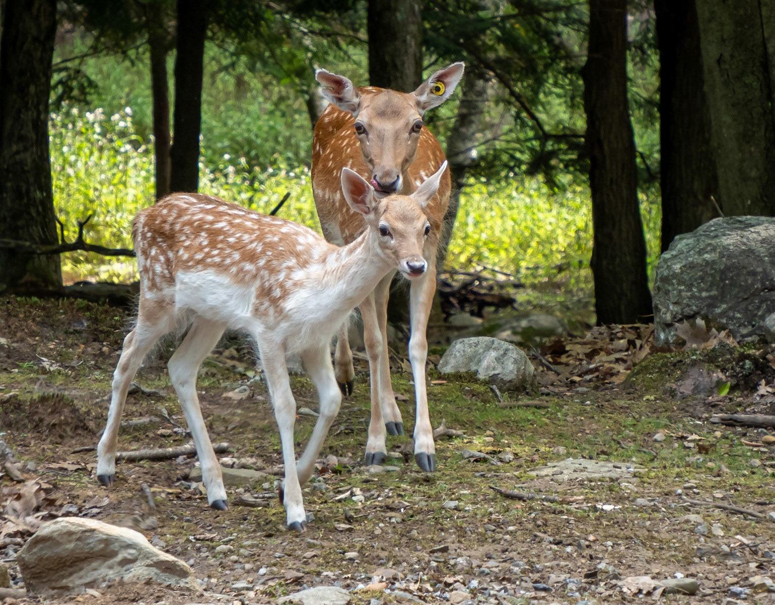 fallow deer fawn and female