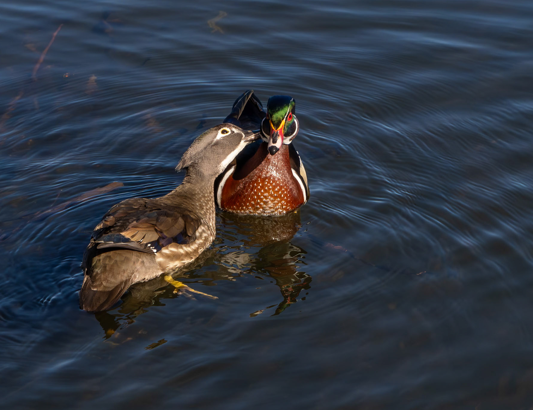 wood ducks, Mud Lake