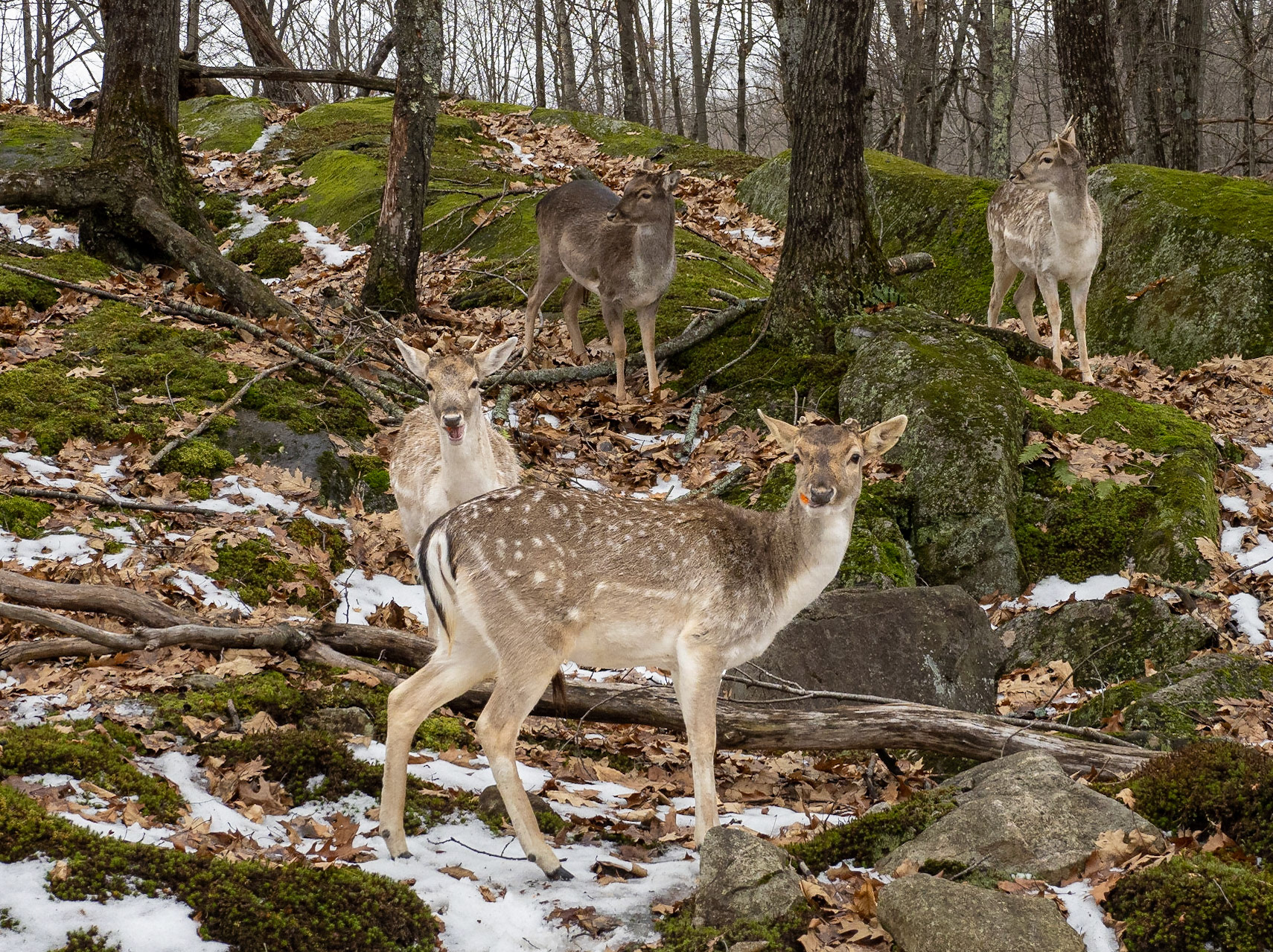 Fallow deer