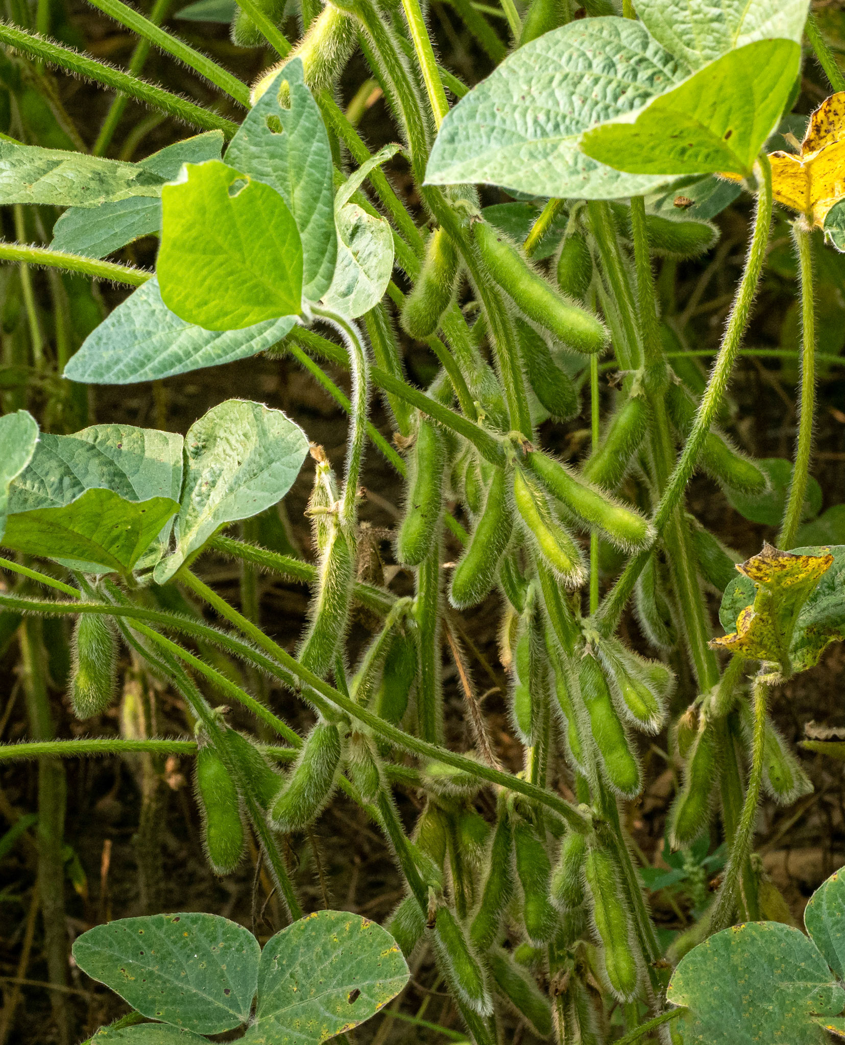 soybean