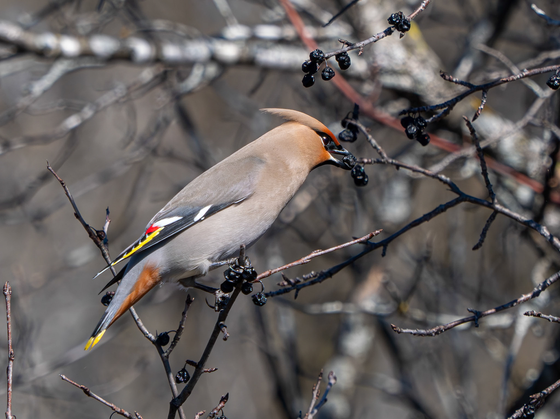 Bohemian waxwing, Mud Lake