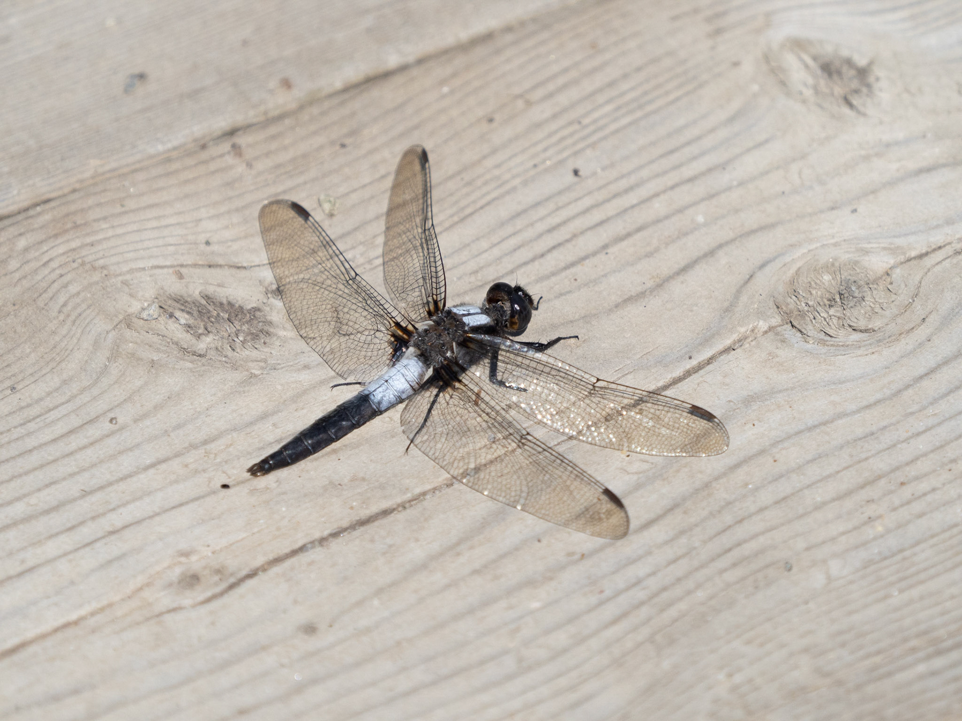 chalk-fronted corporal dragonfly