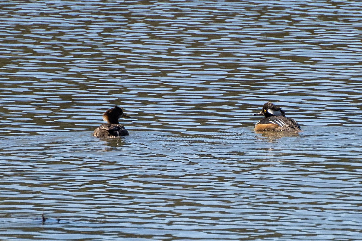 Hooded merganser