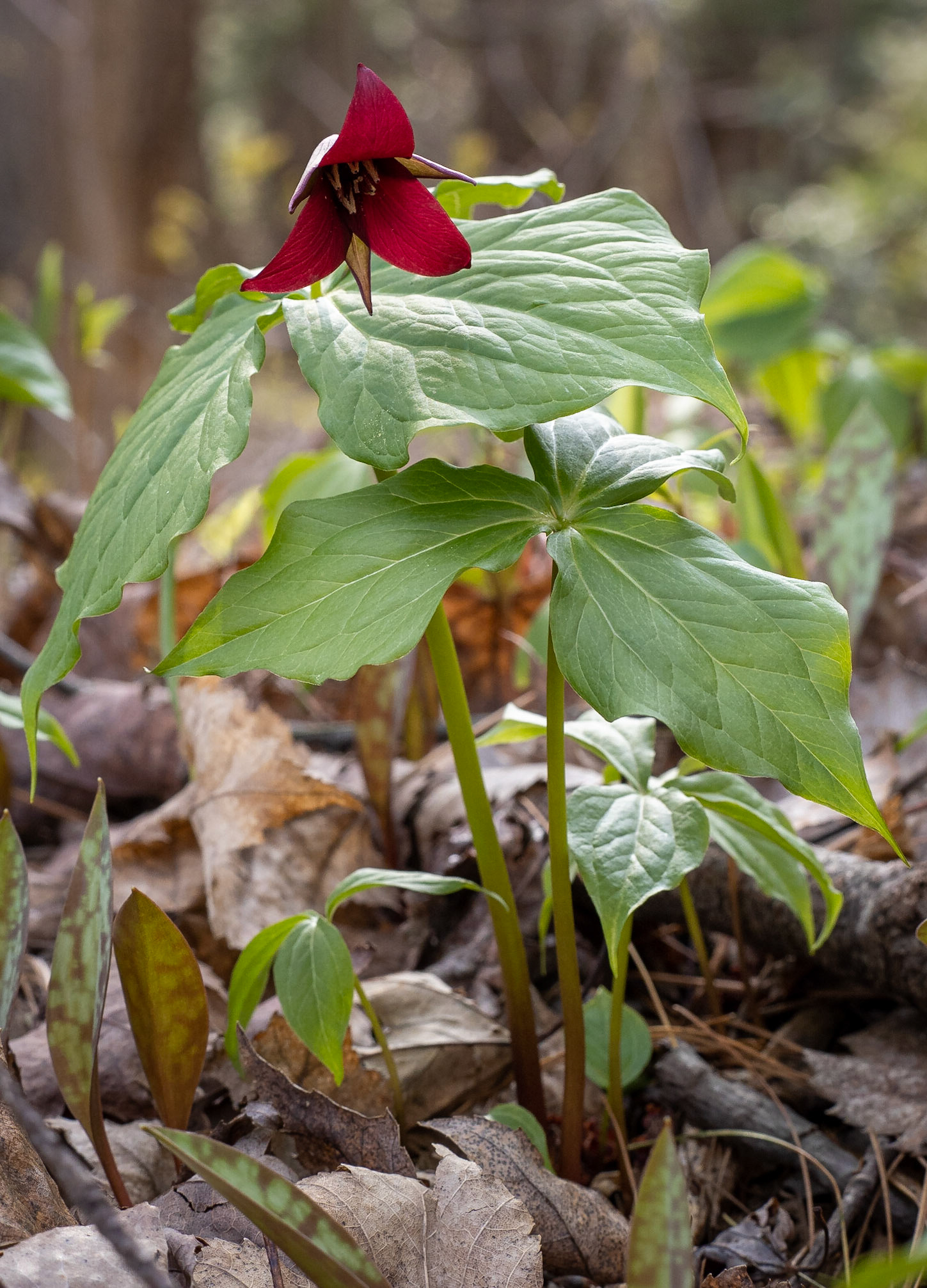 red trillium