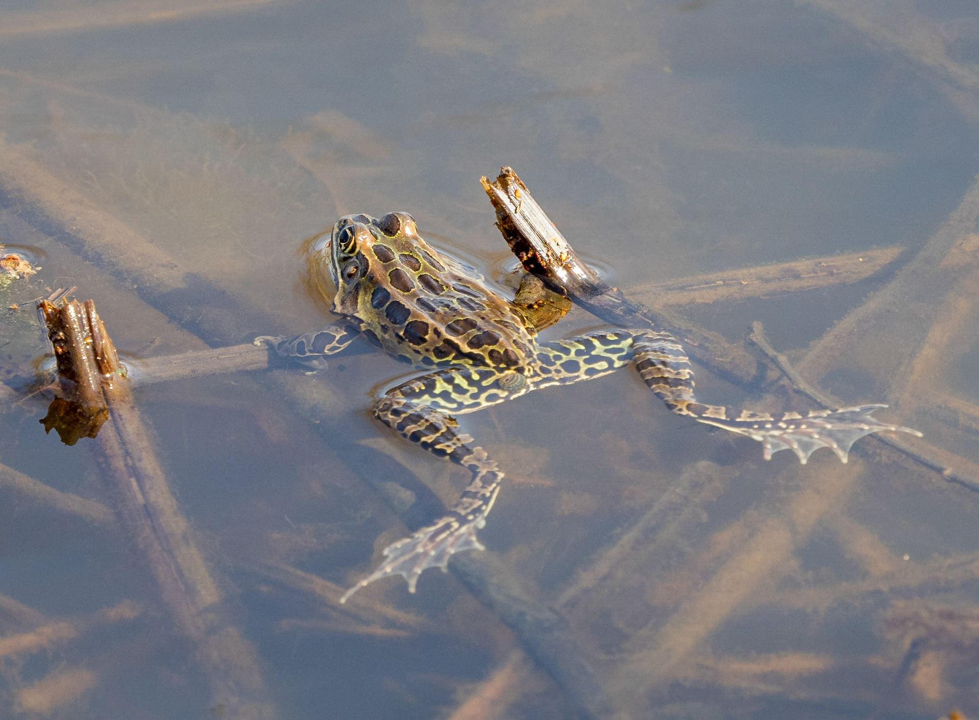leopard frog