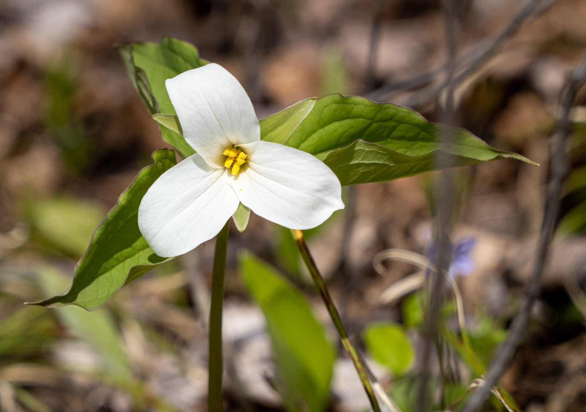 white trillium
