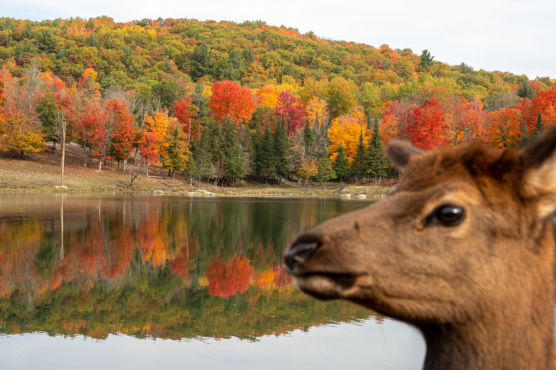 Photo-bombing elk