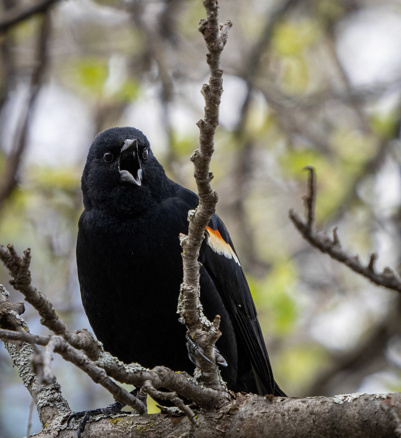male red-wing blackbird