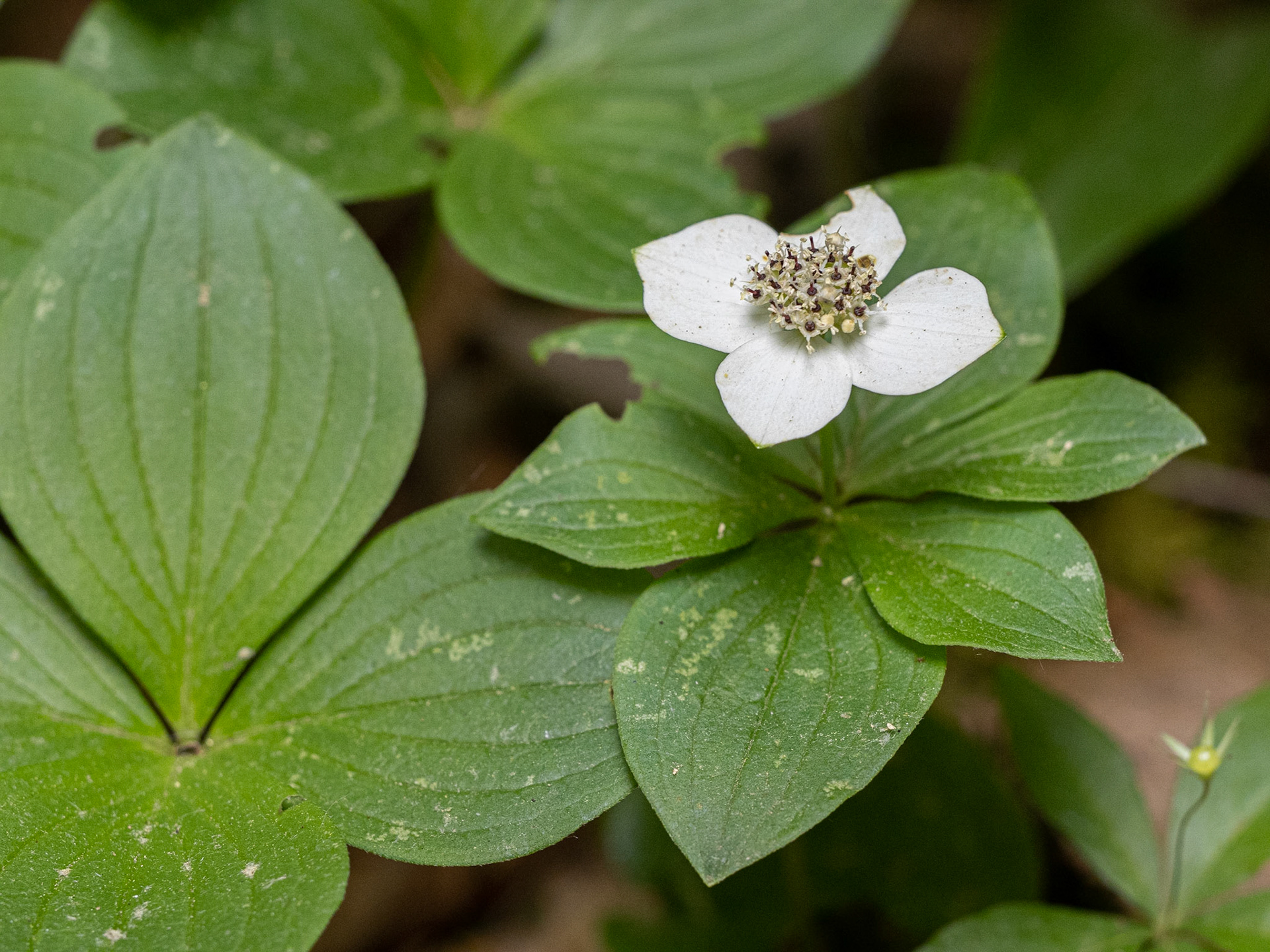 dogwood/bunchberry