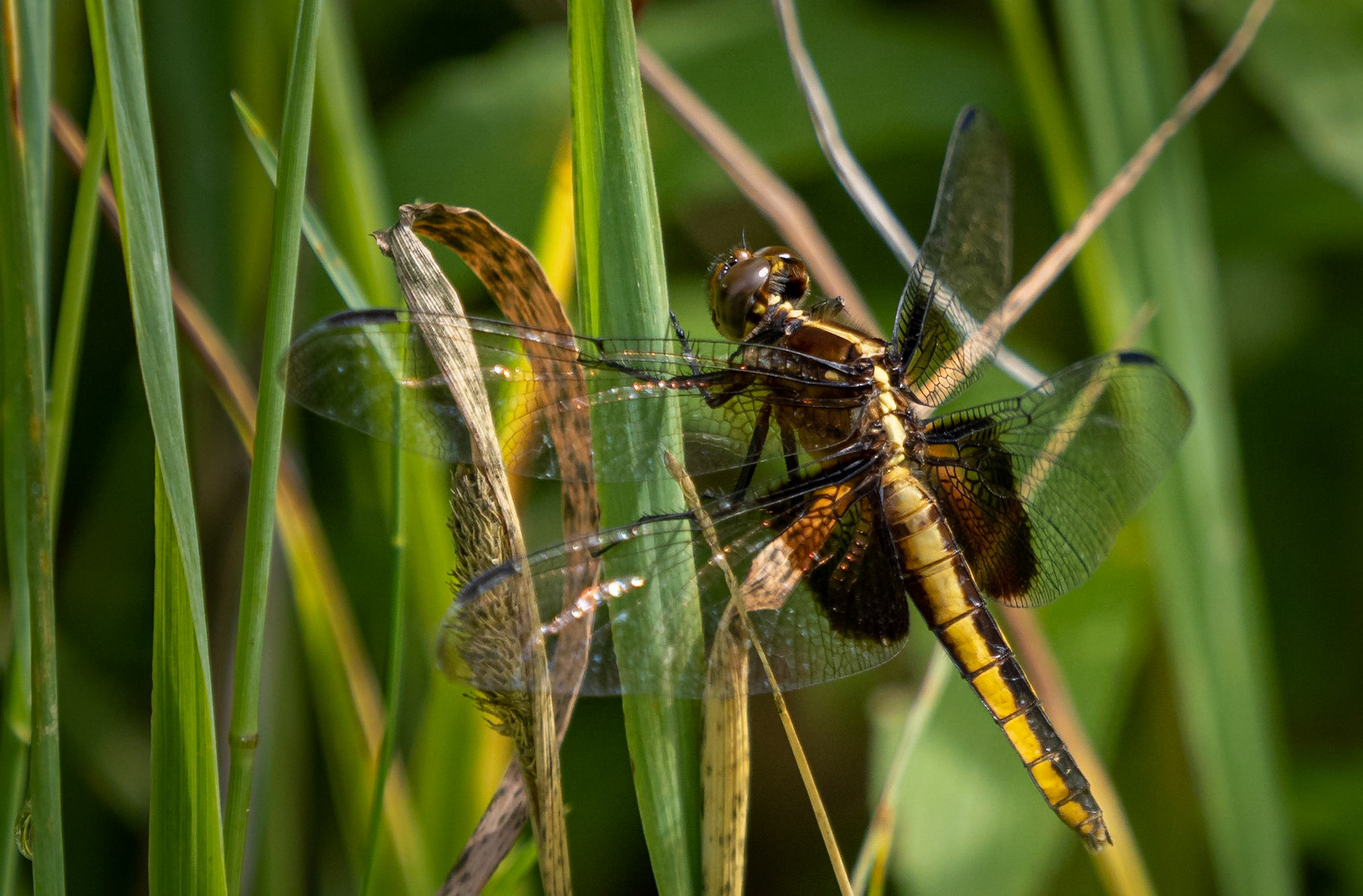 widow skimmer dragonfly