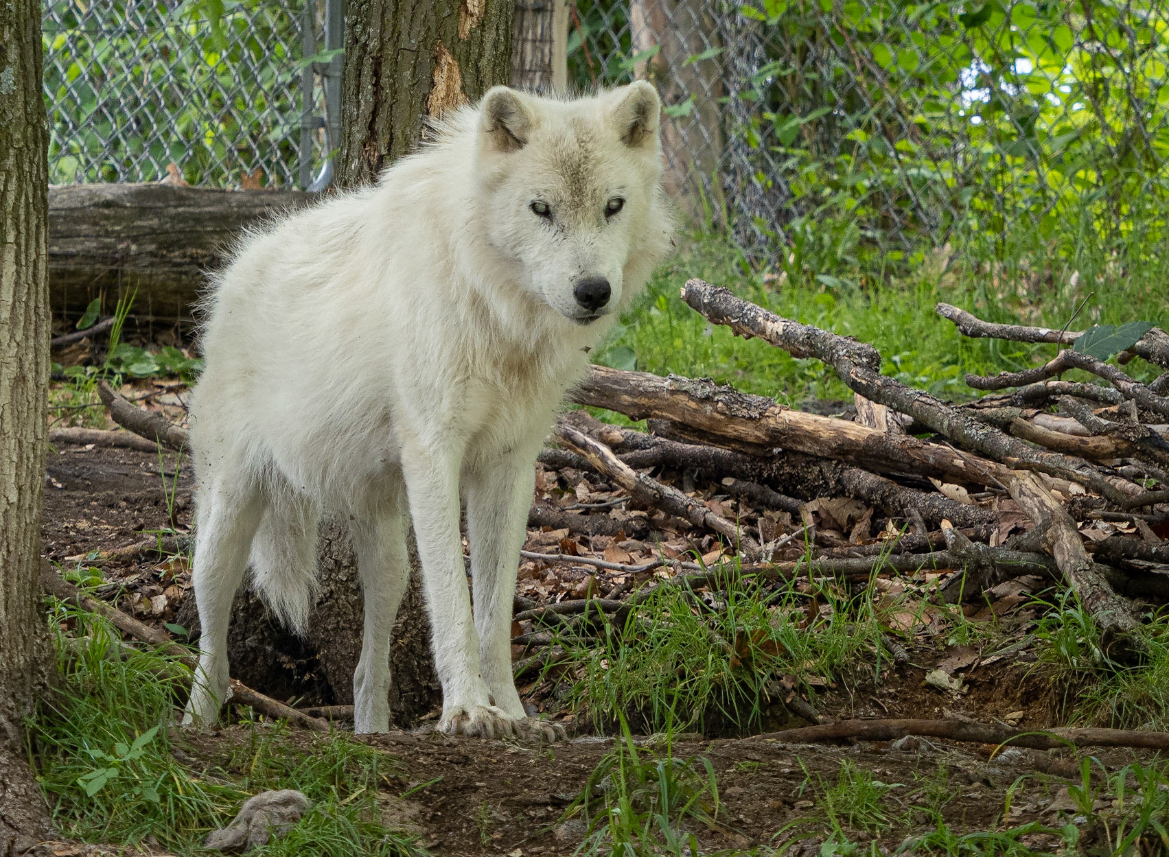 blind arctic wolf