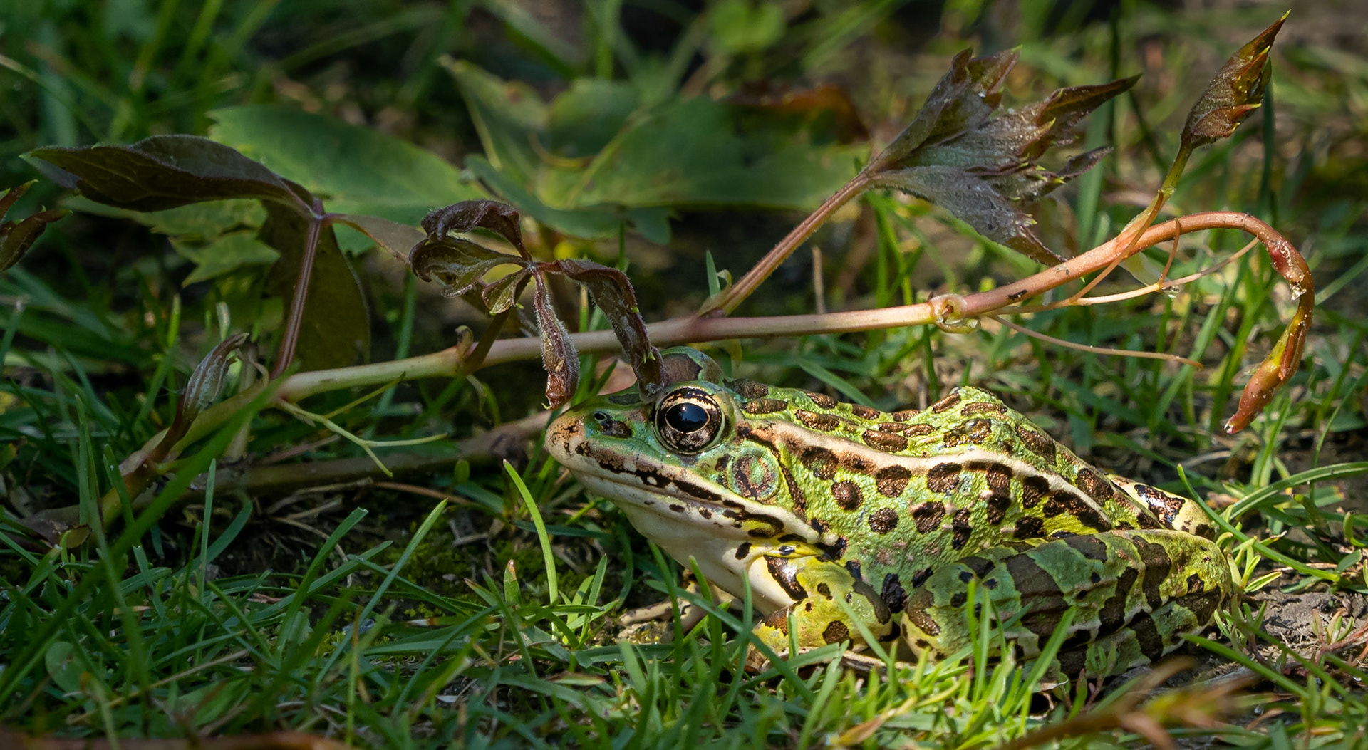 Leopard frog
