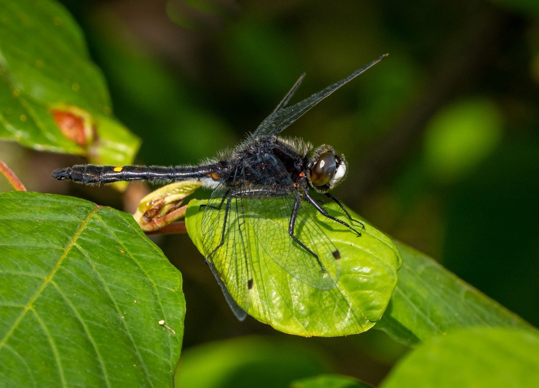 dot-tailed whitefaced dragonfly