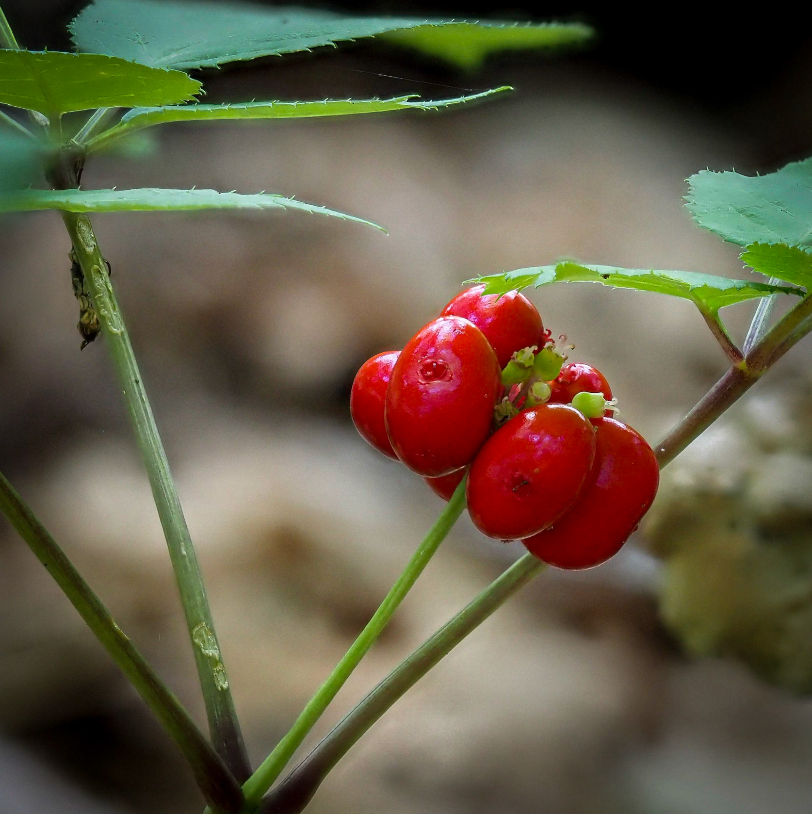 ginseng
