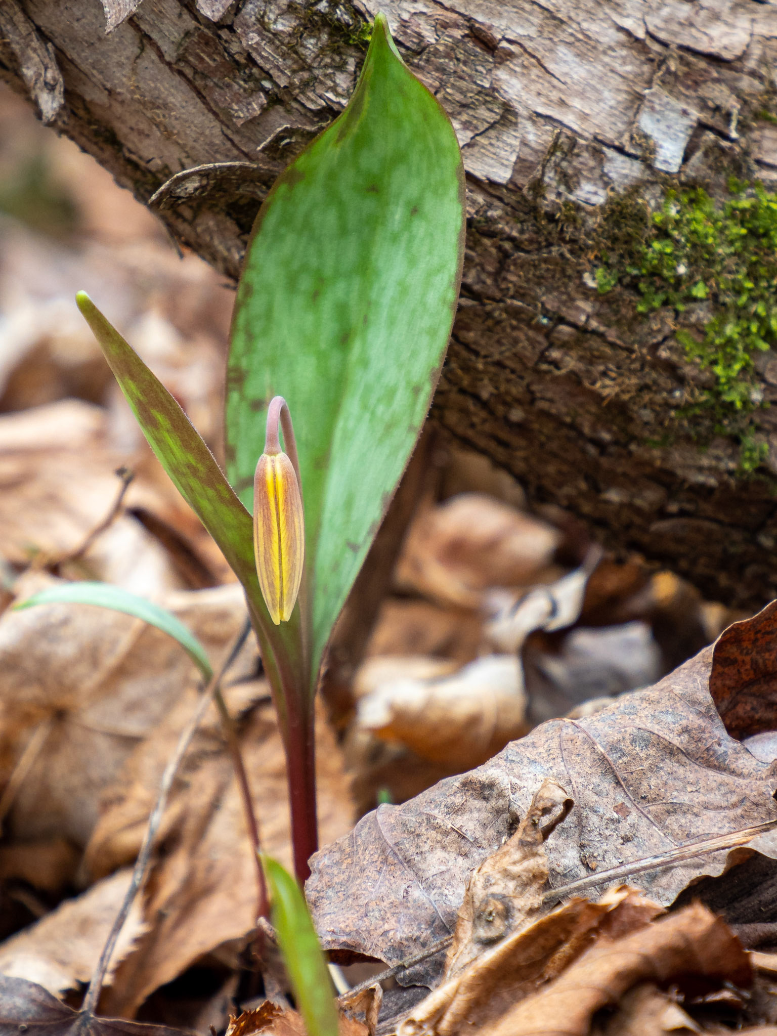Trout lily
