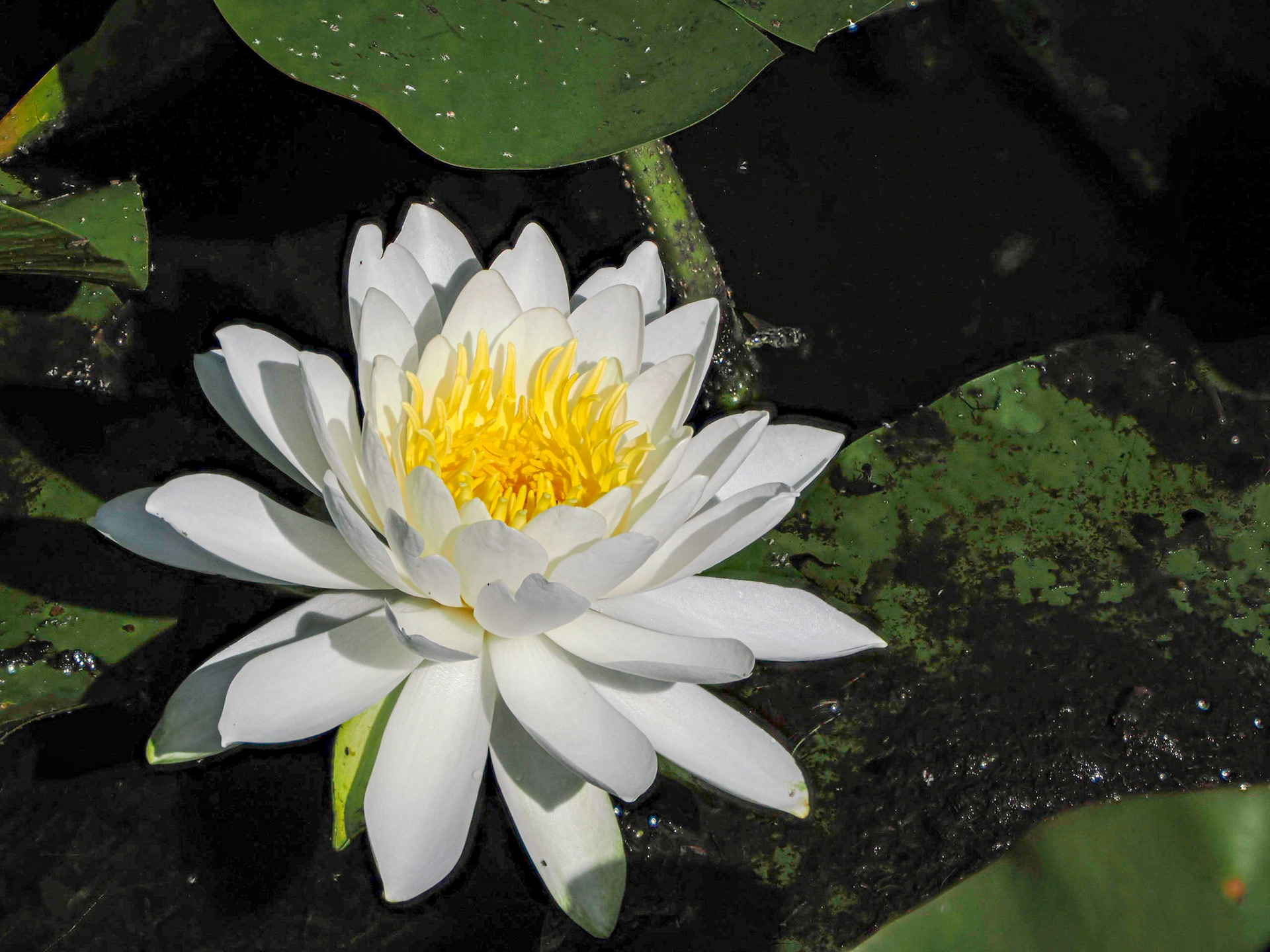 waterlily