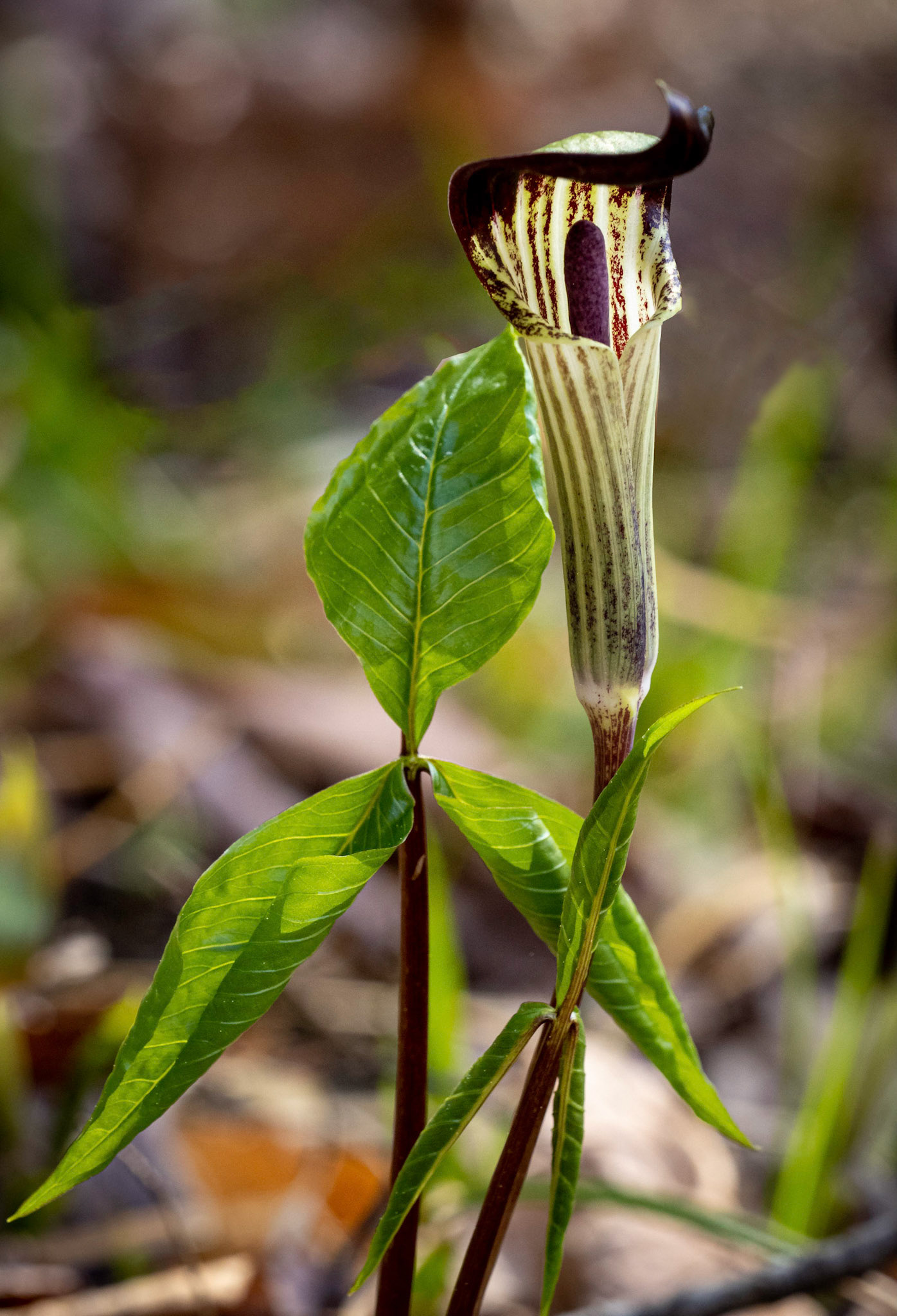 jack-in-the-pulpit