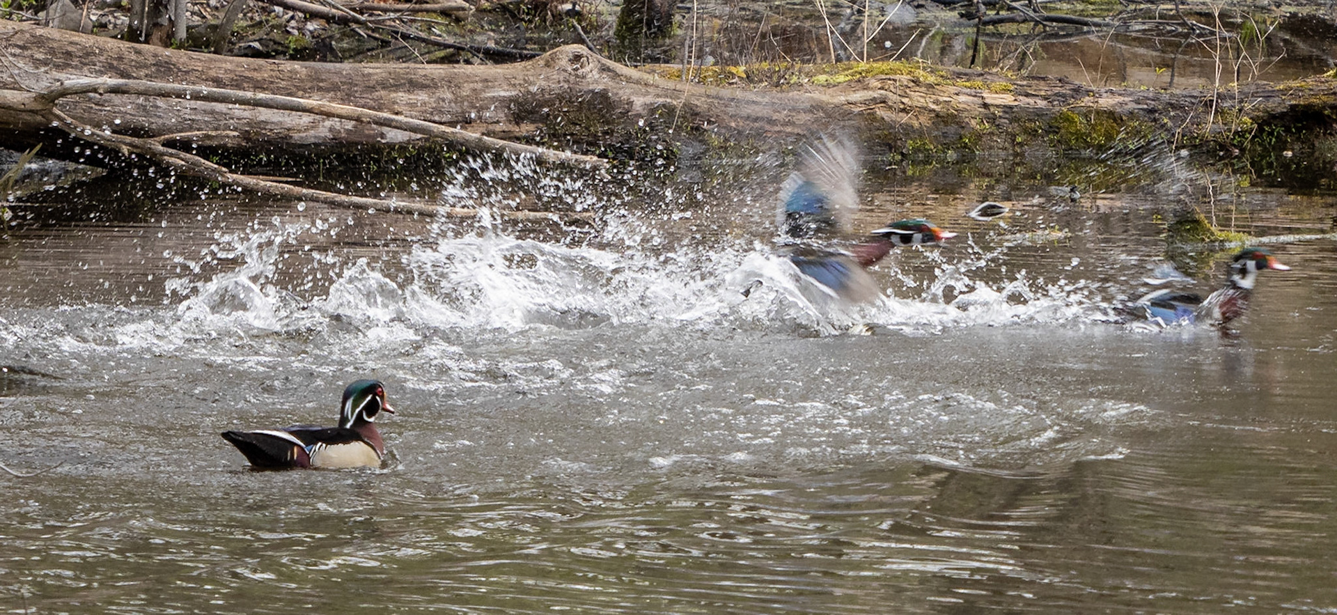 wood duck action
