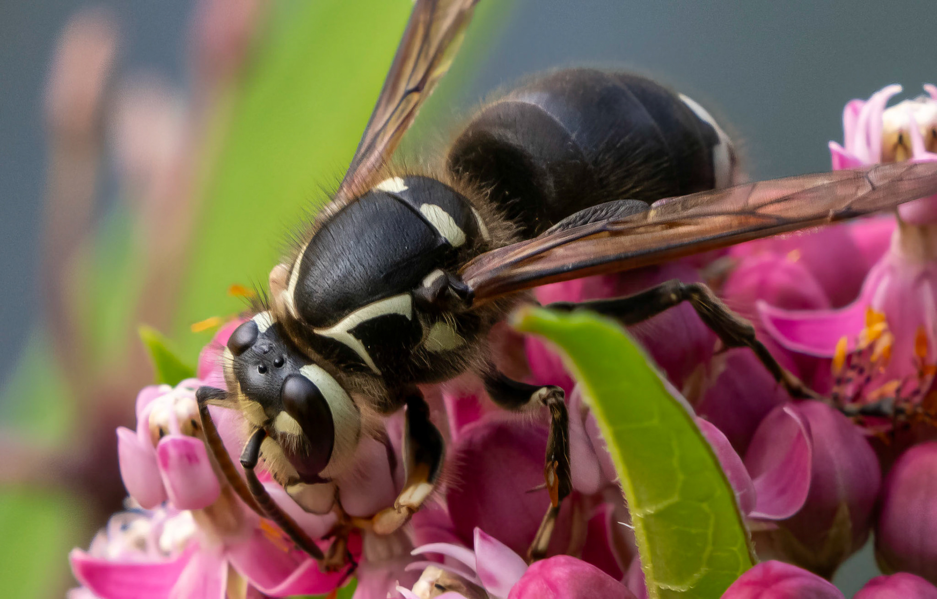 Bald-faced Hornet