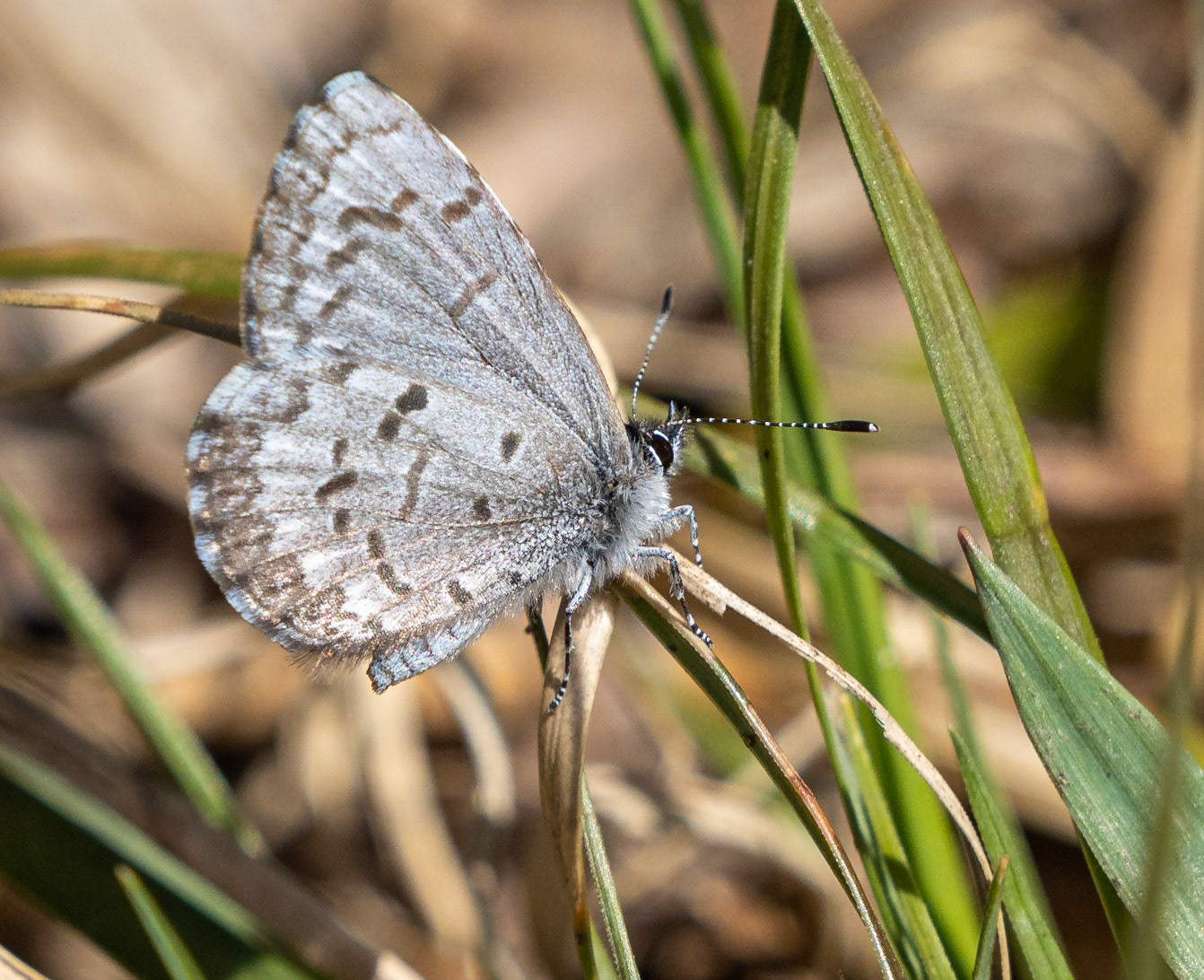 spring azure