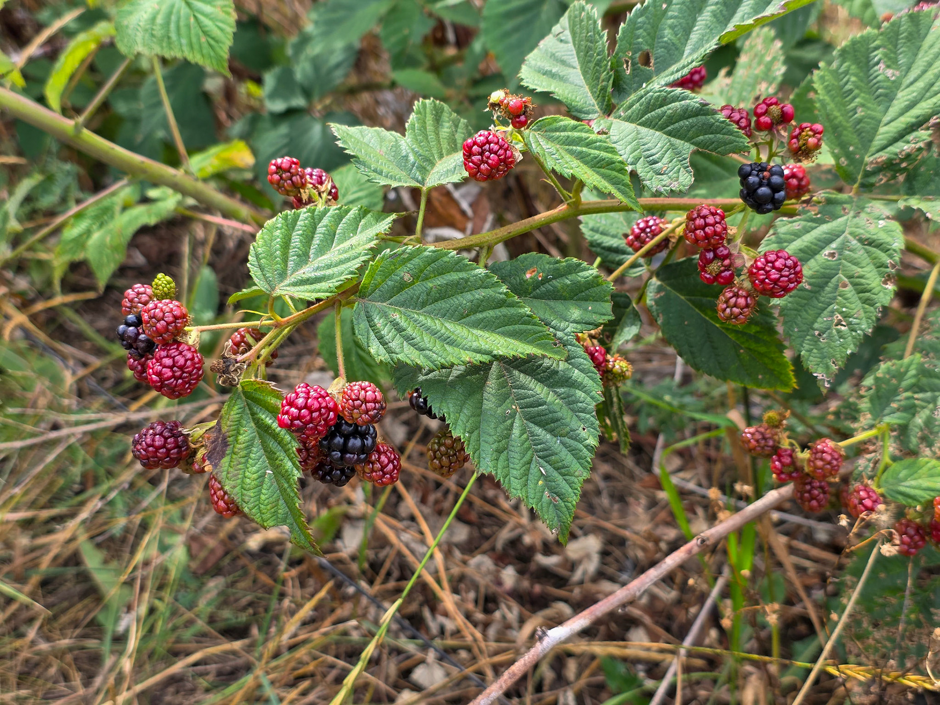 Black paspberry