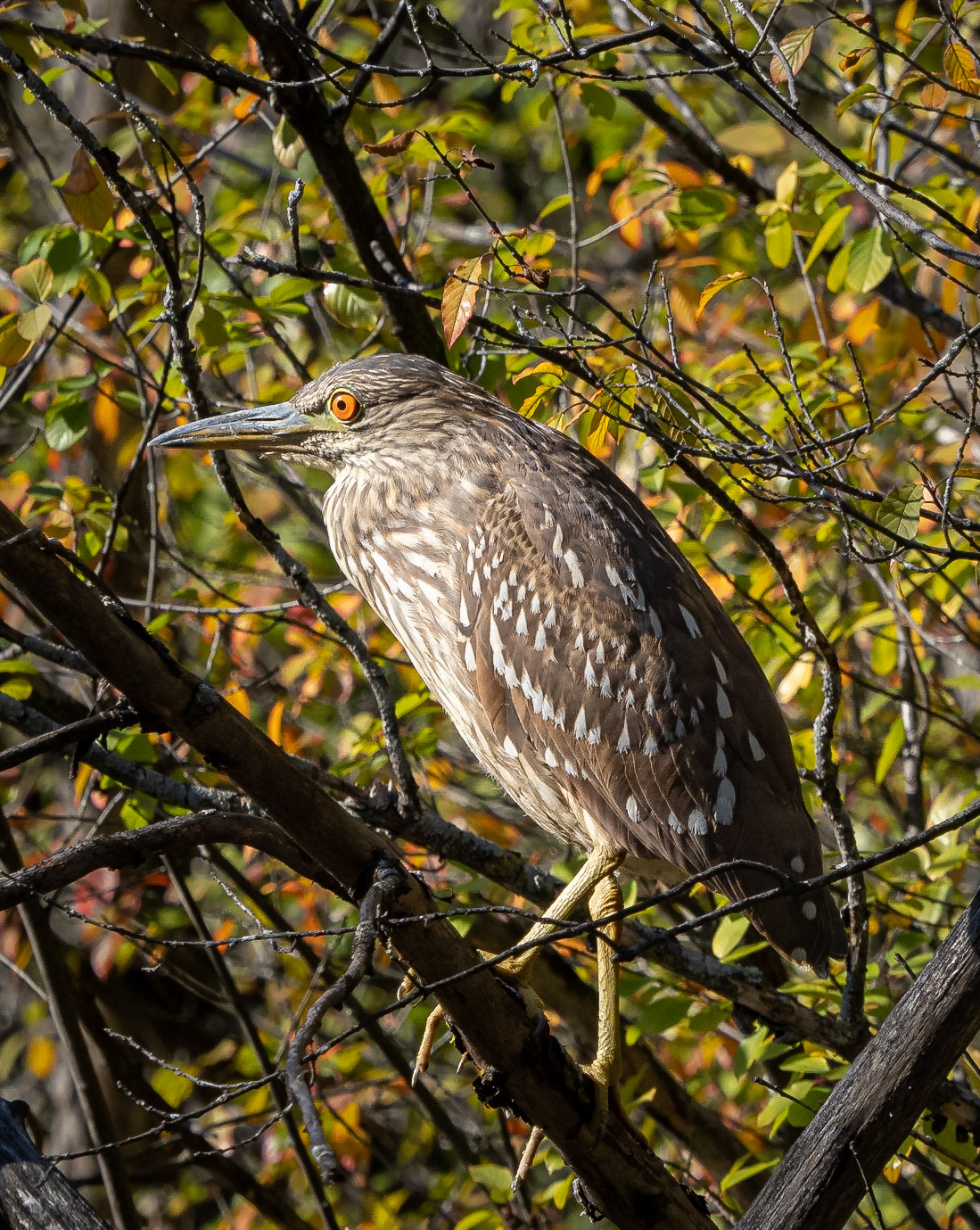 Juvenile black-crowned night heron