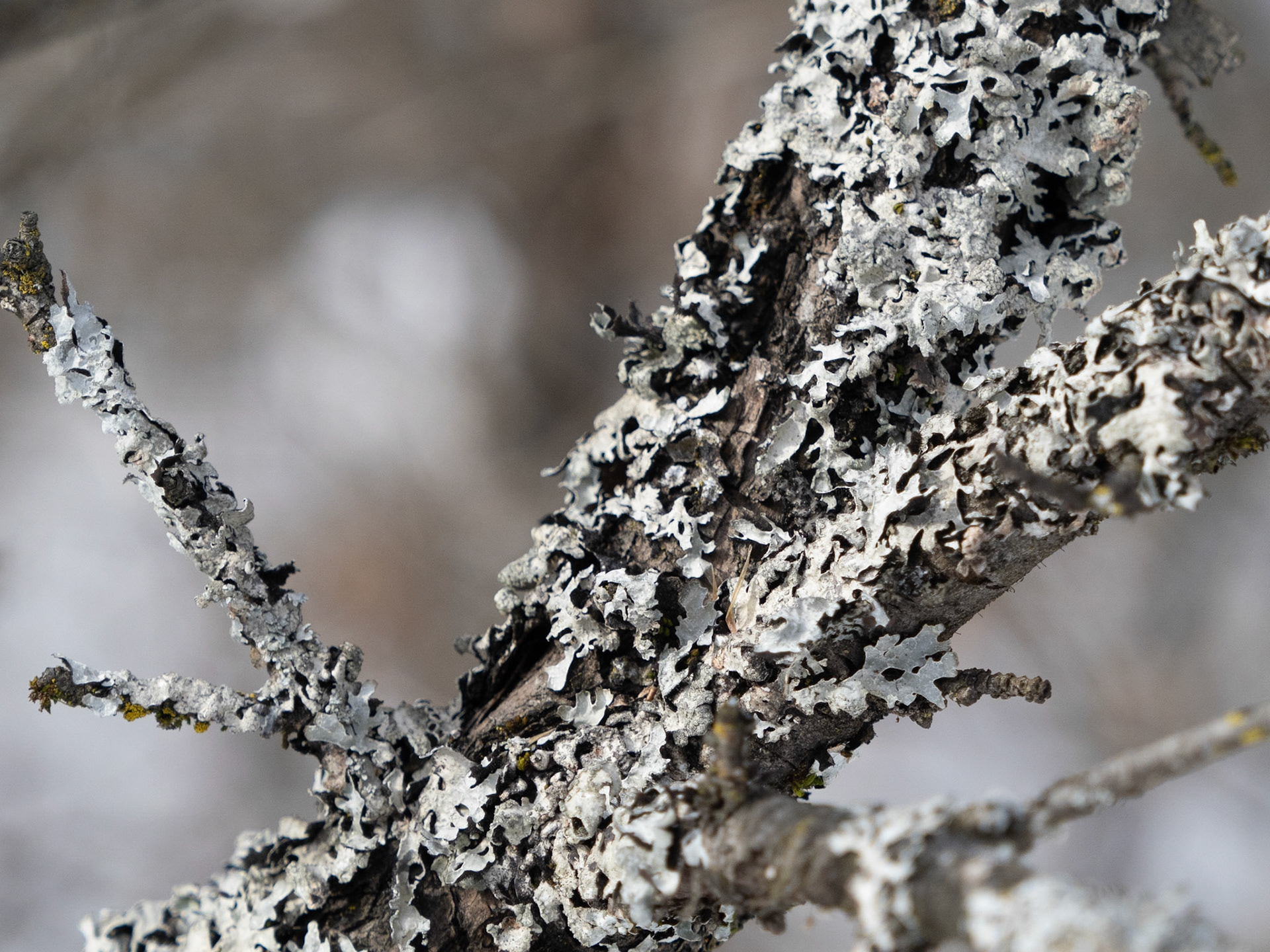 The lichen on the trees was catching my eye more one day...