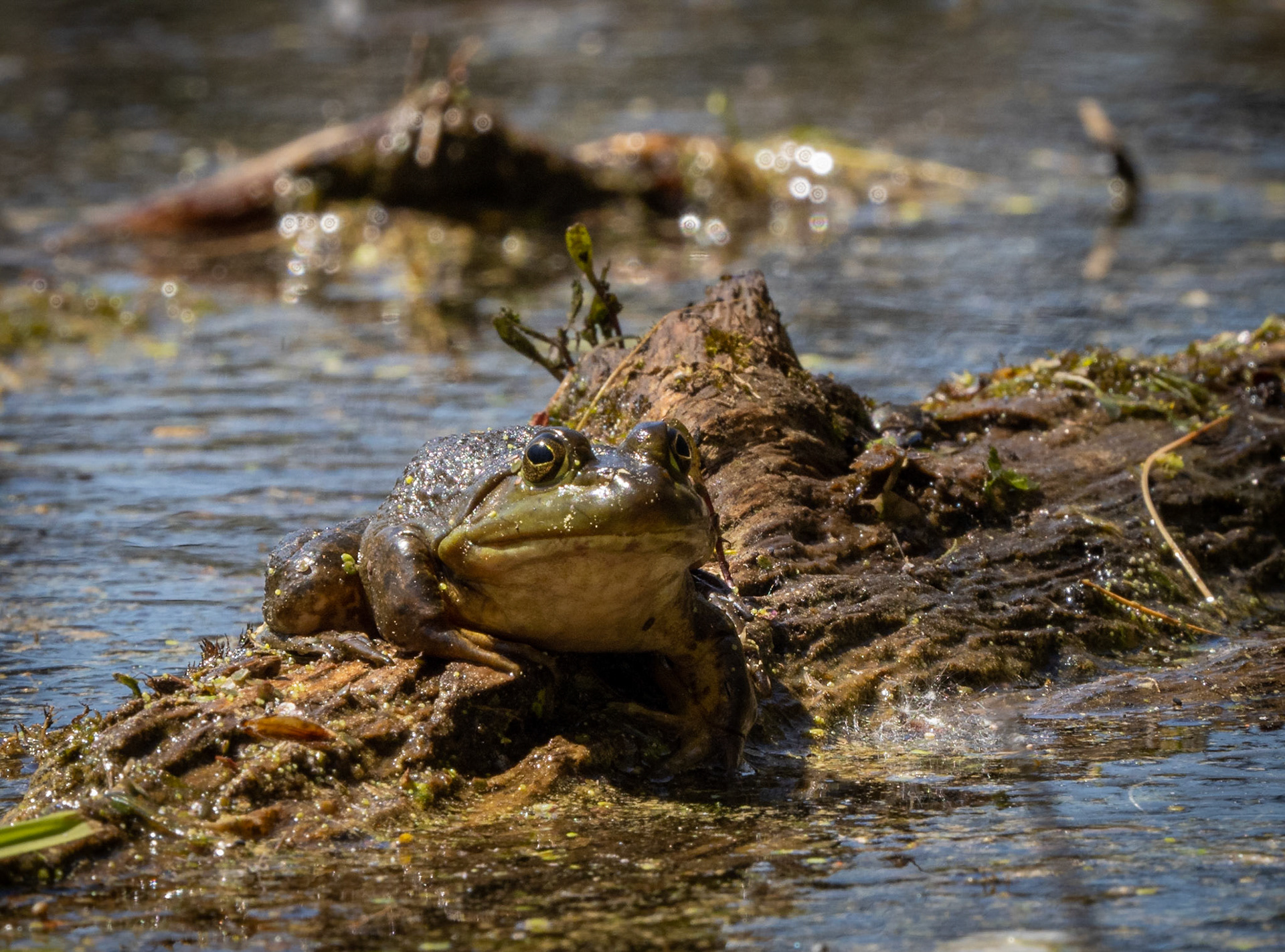 bull frog