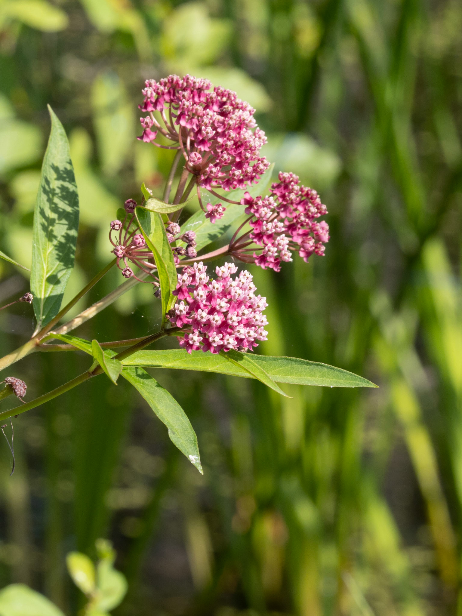 swamp milkweed