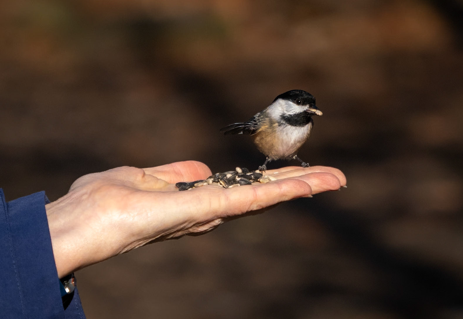 Chickadee
