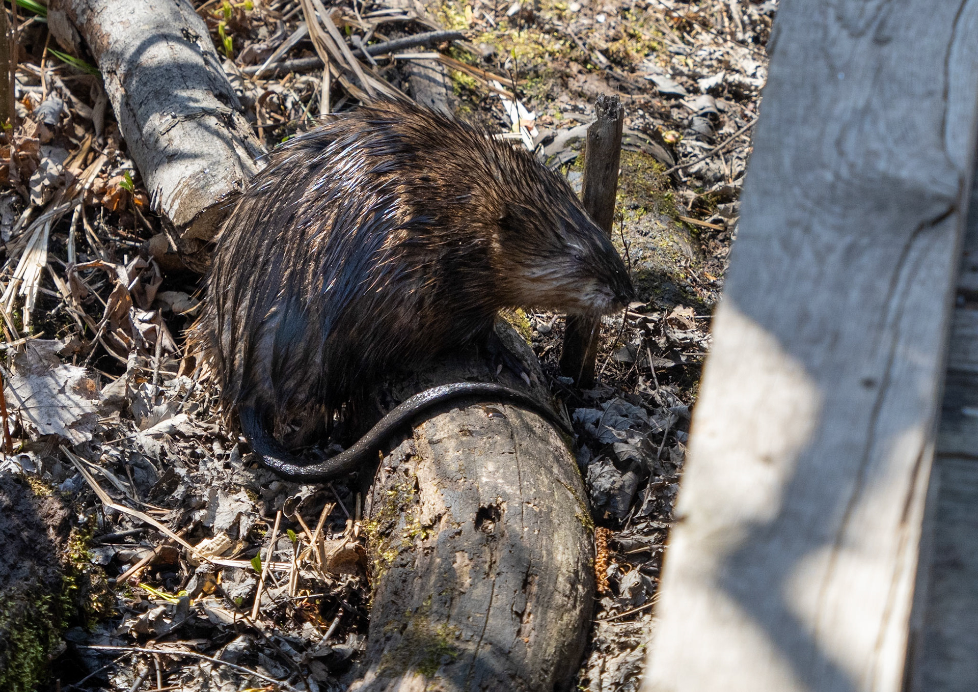 muskrat