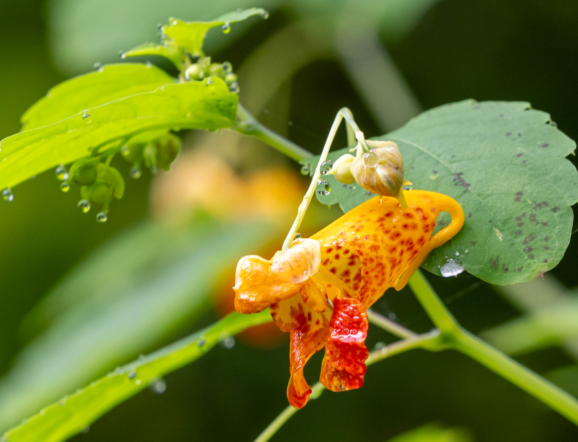 Touch-me-not (Impatiens)