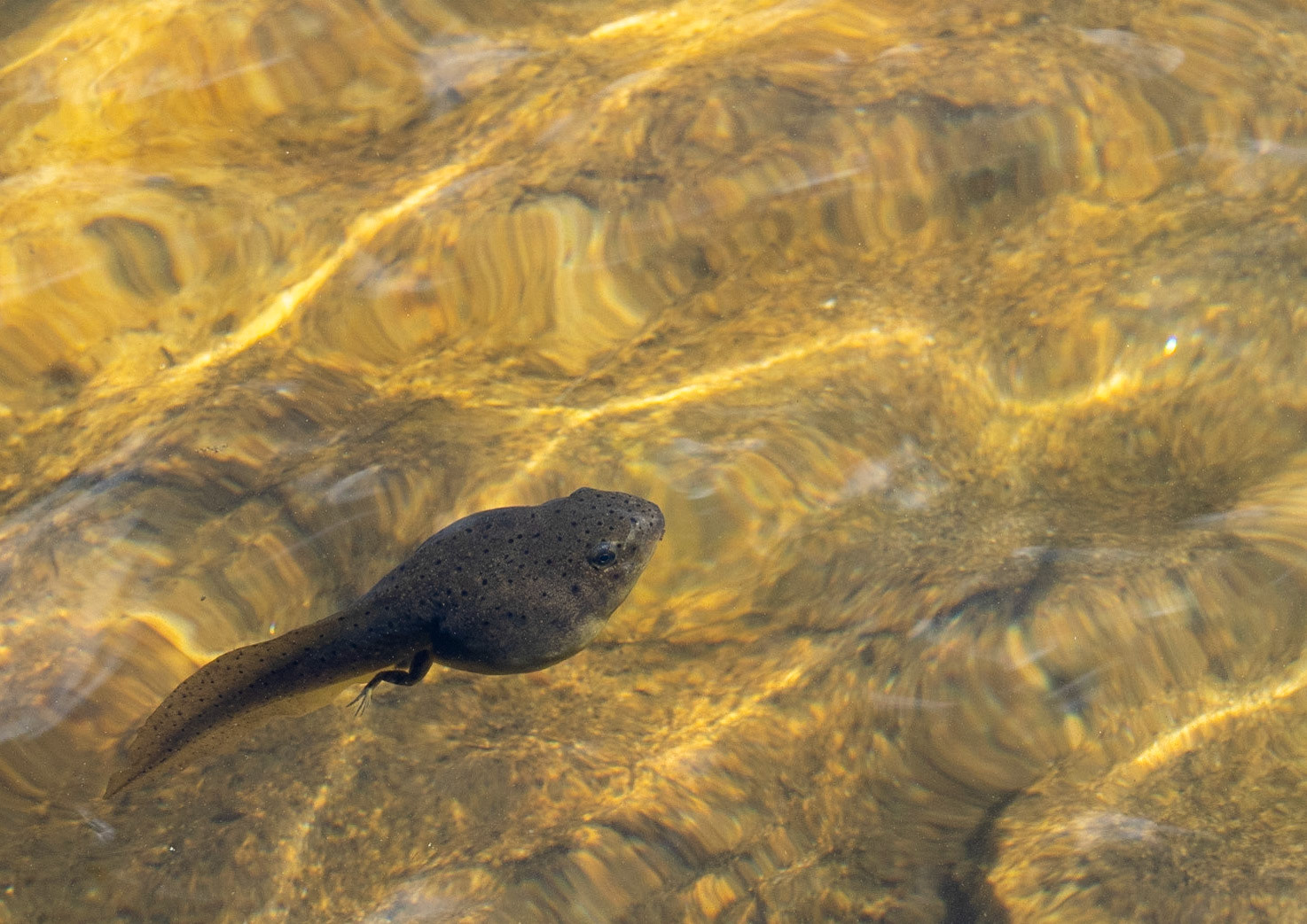 Tadpole/pollywog with developing legs