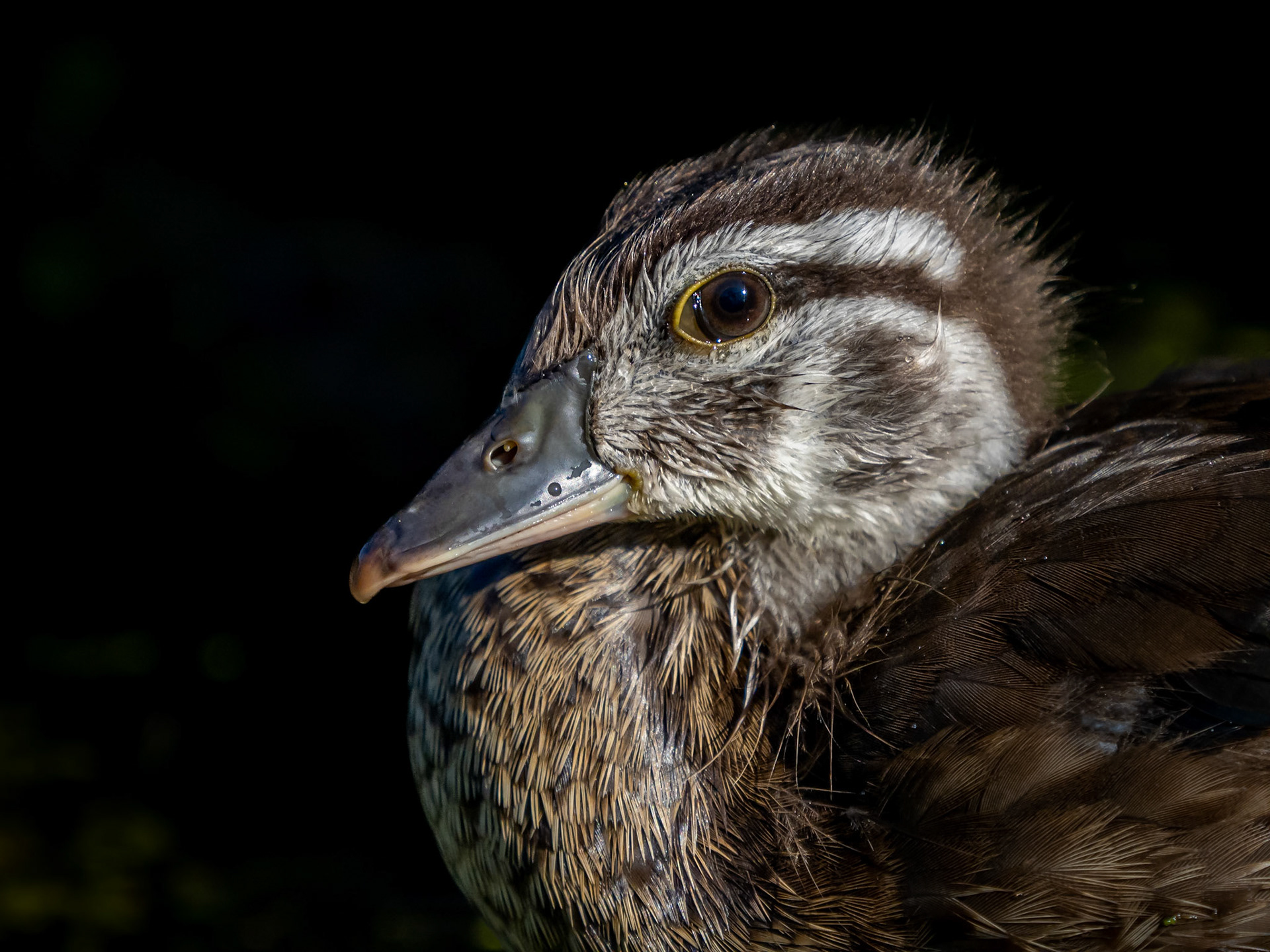 juvenile male wood duck