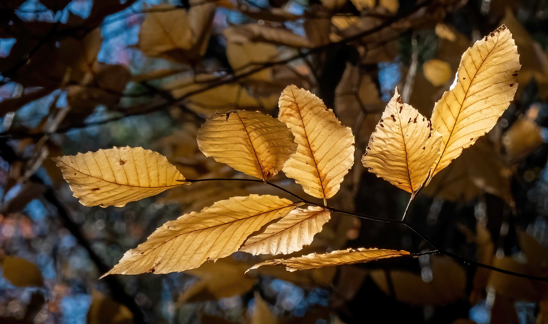 beech leaves