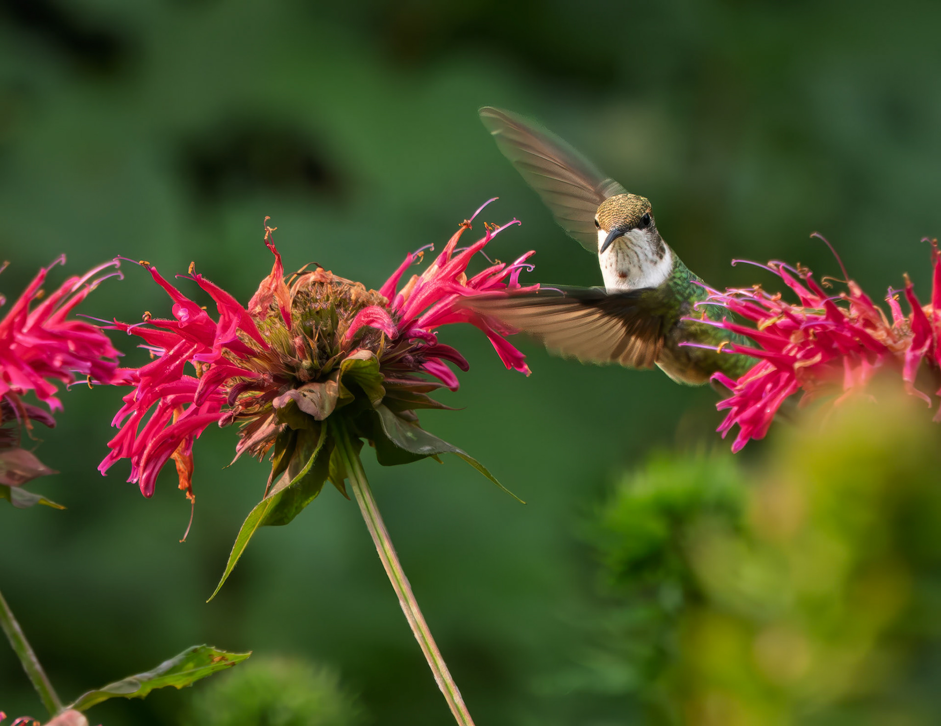 female ruby throated humming bird