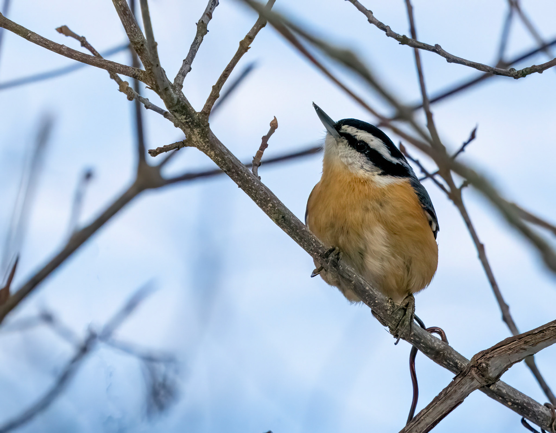 Red-breasted nuthatch