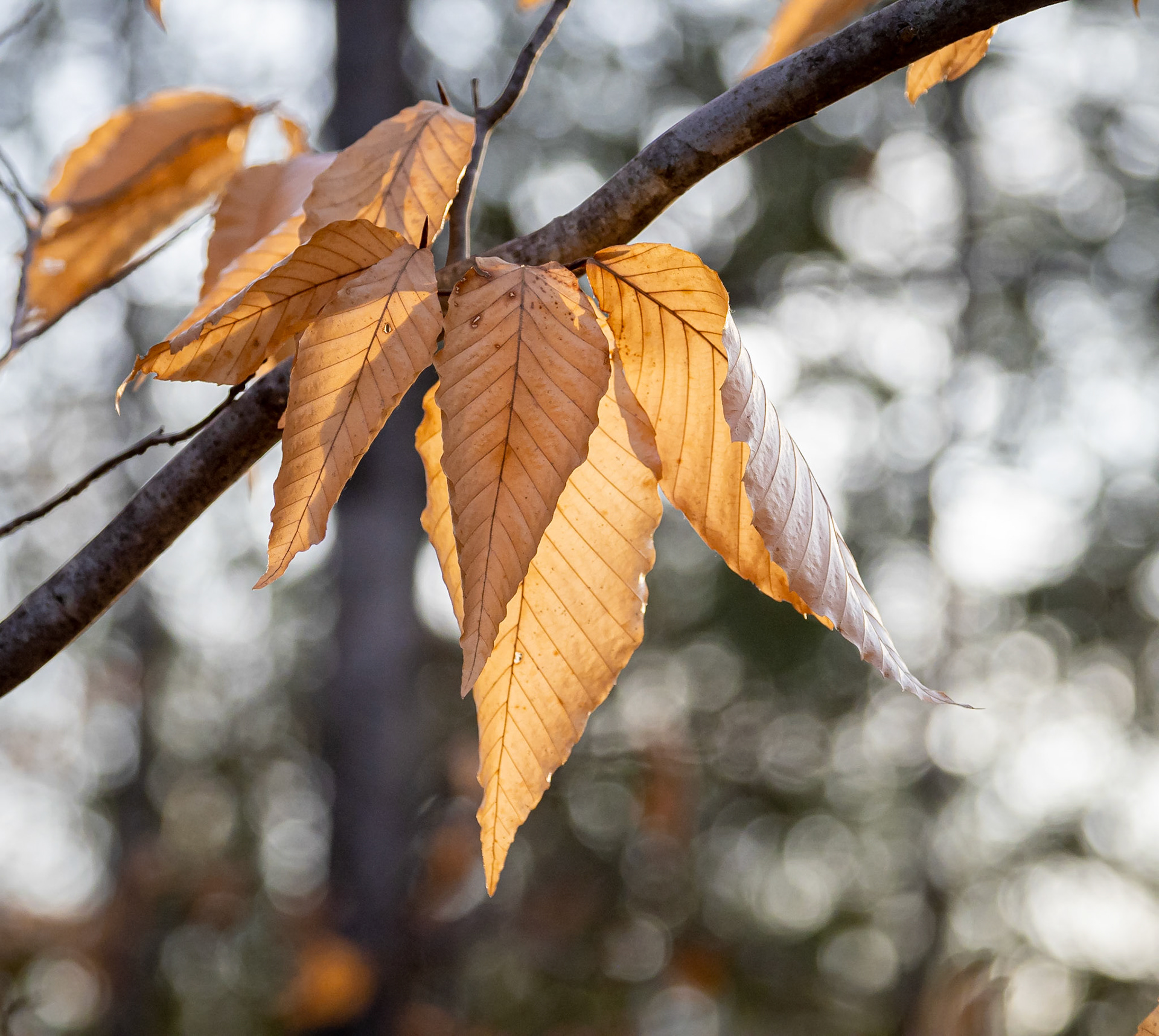 Backlit beech leaves
