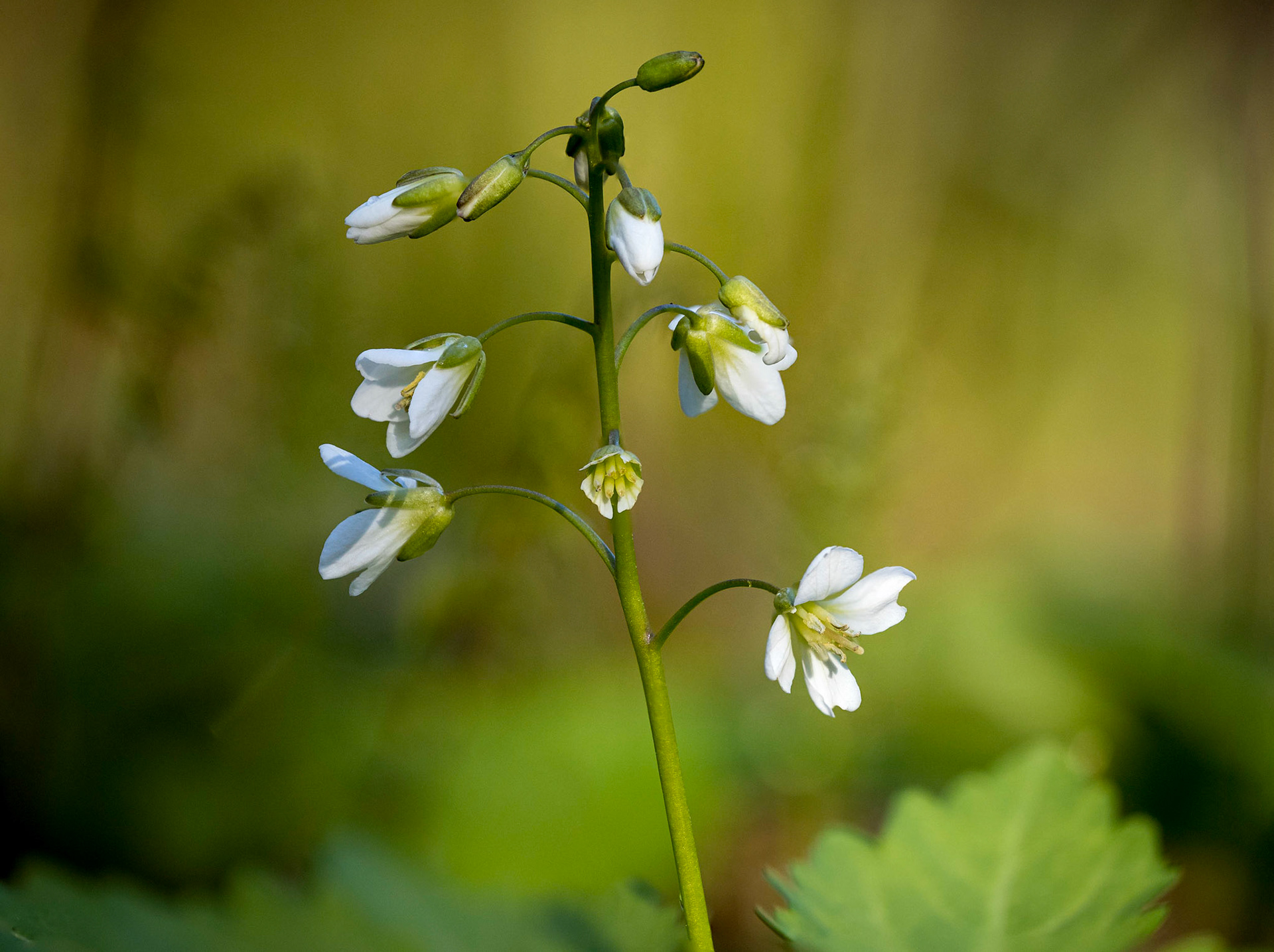 two-leafed toothwort