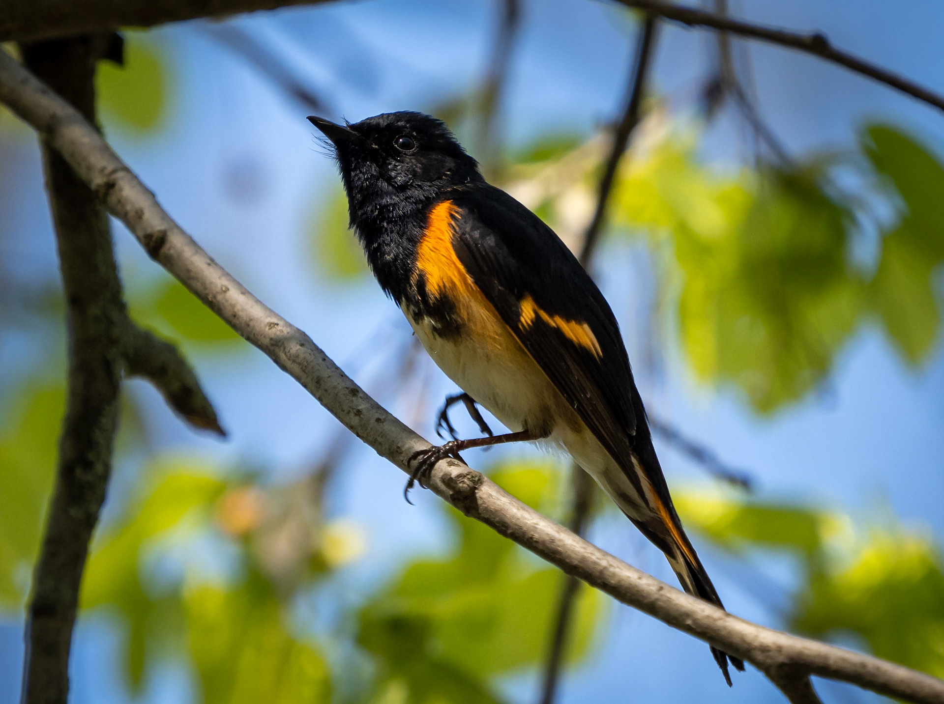 American redstart