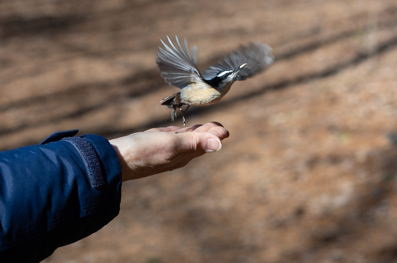 Red-breasted nuthatch