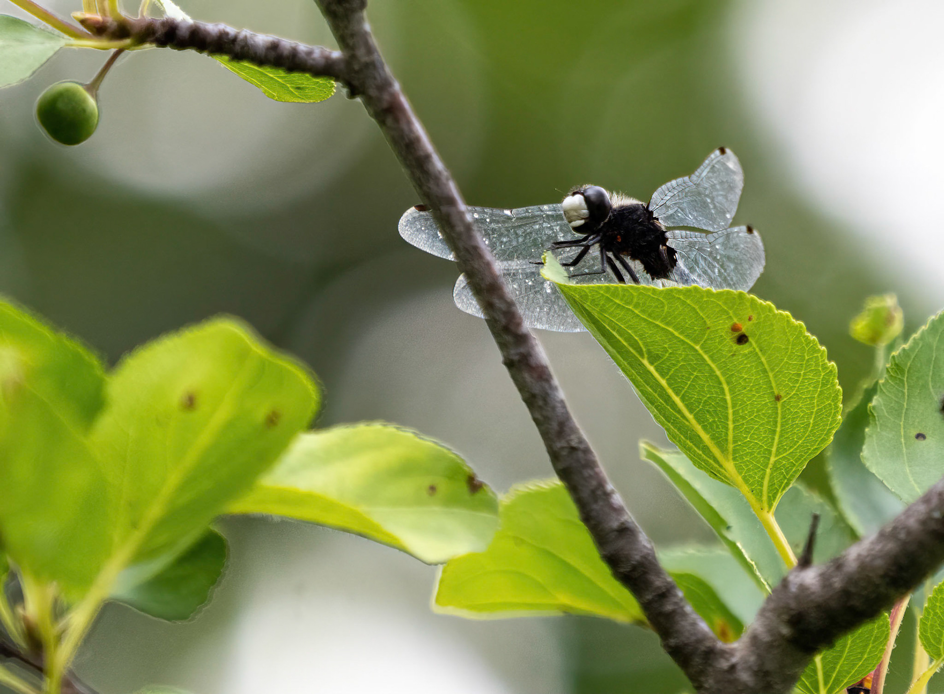 dot-tailed whitefaced dragonfly