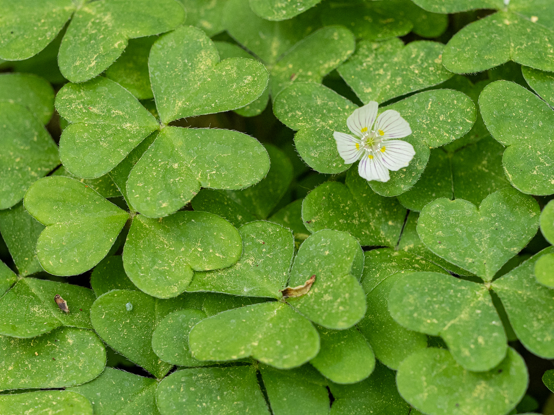 wood sorrel