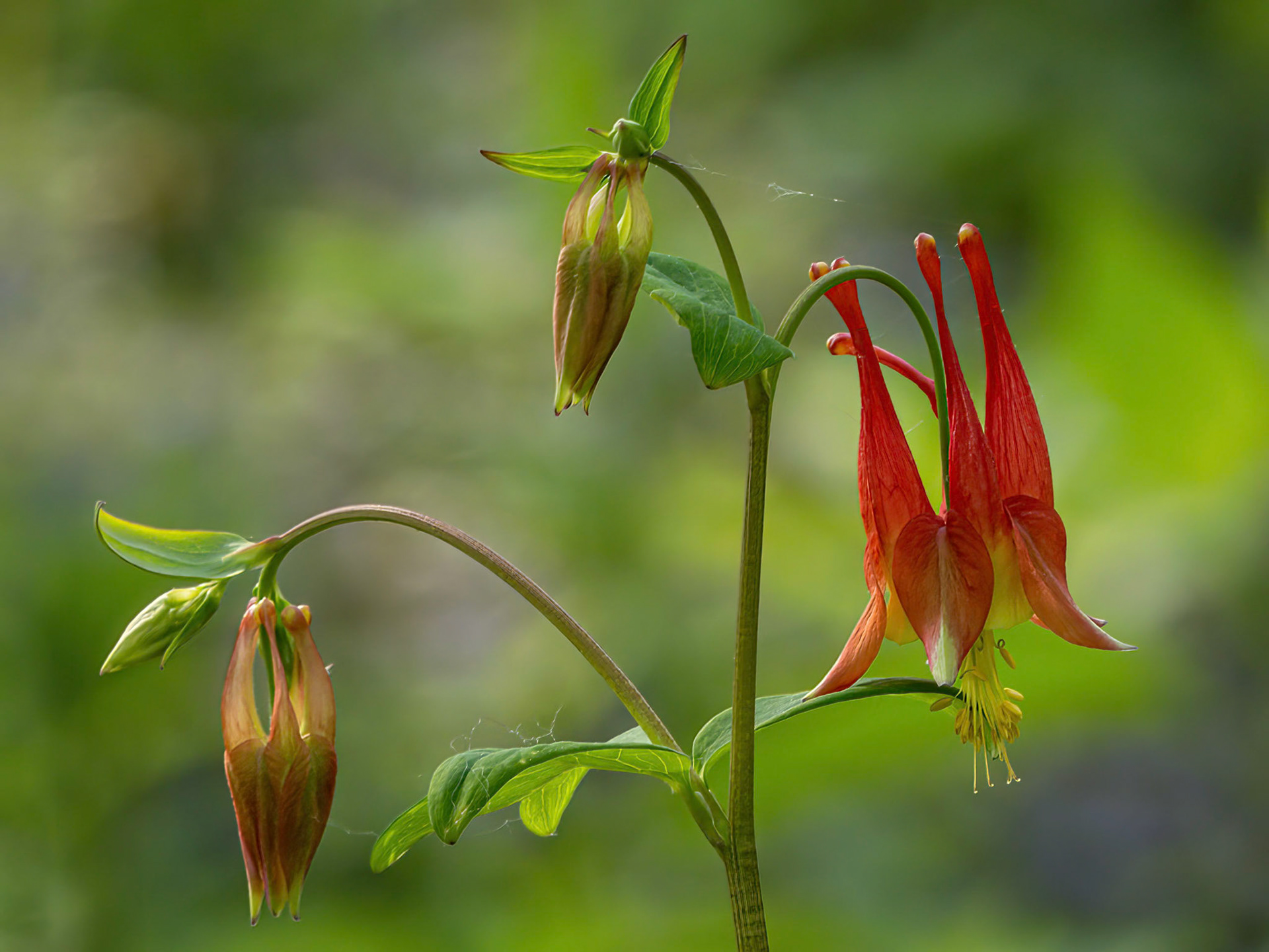 columbine