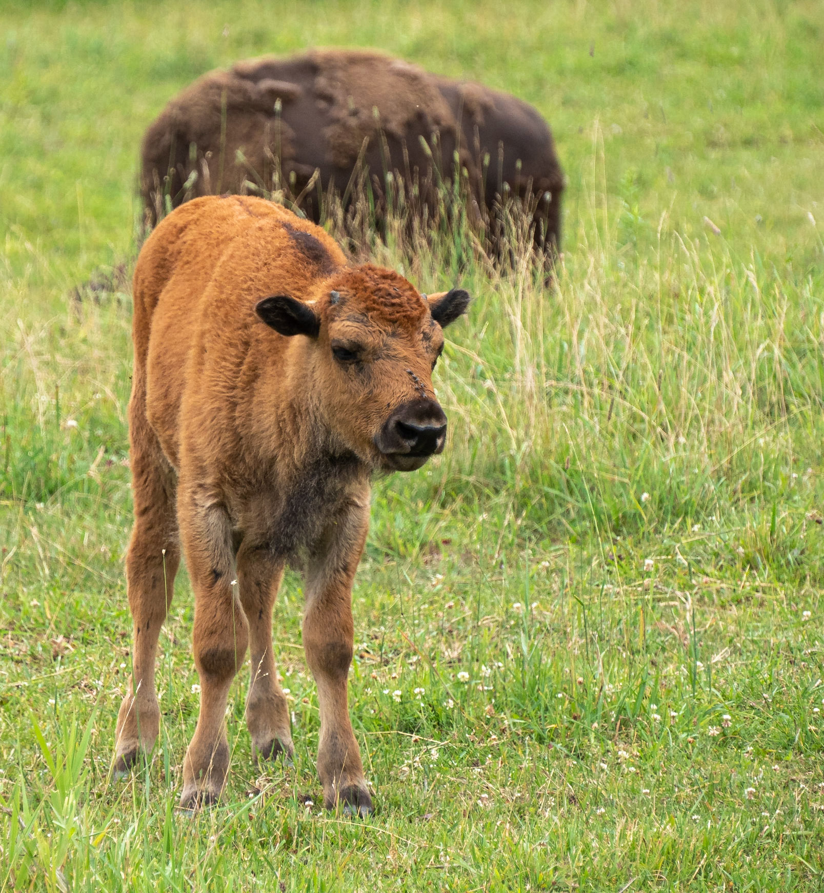 Young buffalo