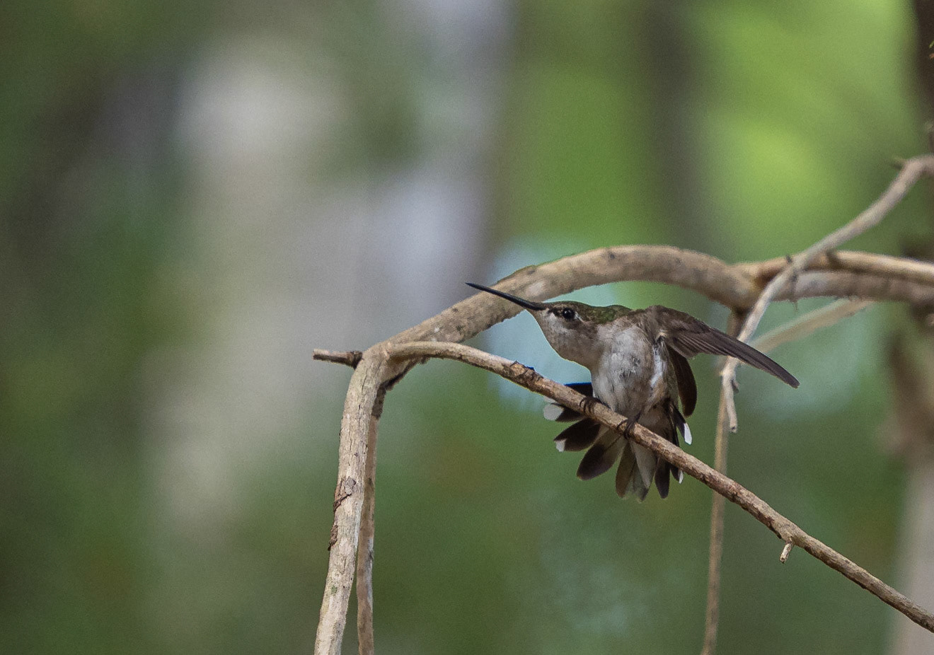 wing stretch